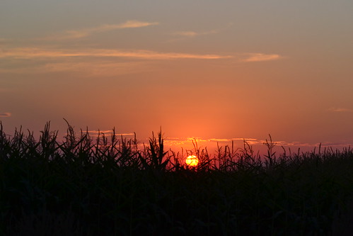 sunset corn background sooc dfav
