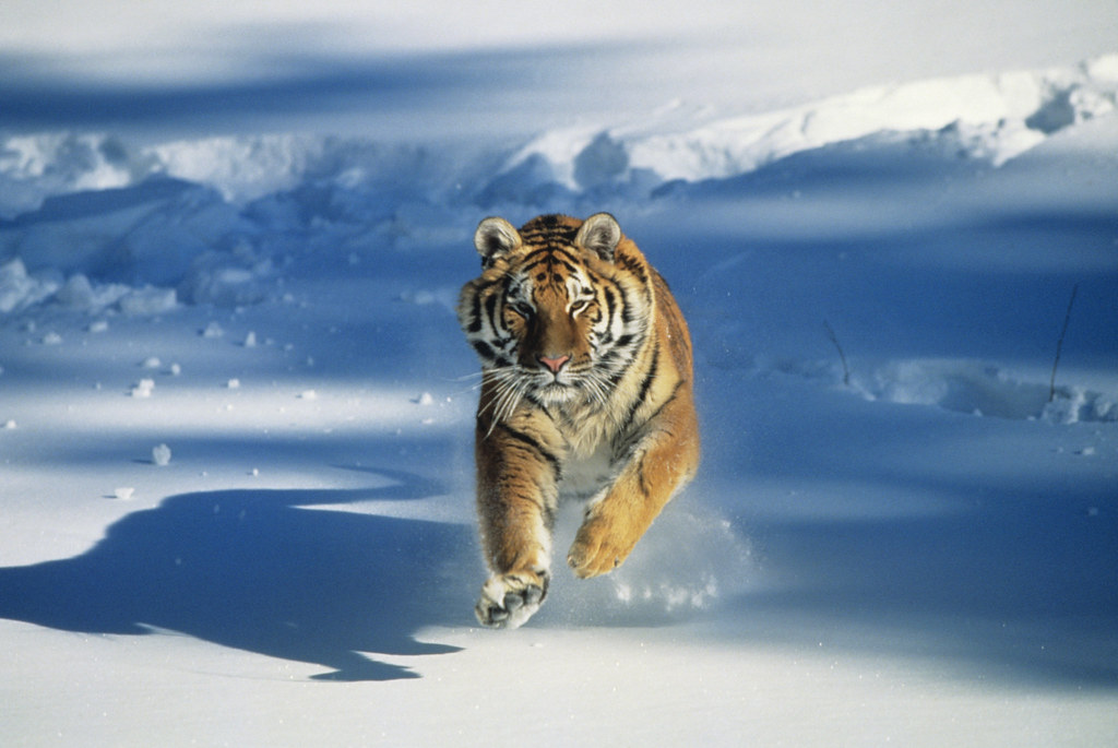 Tigre de Siberia