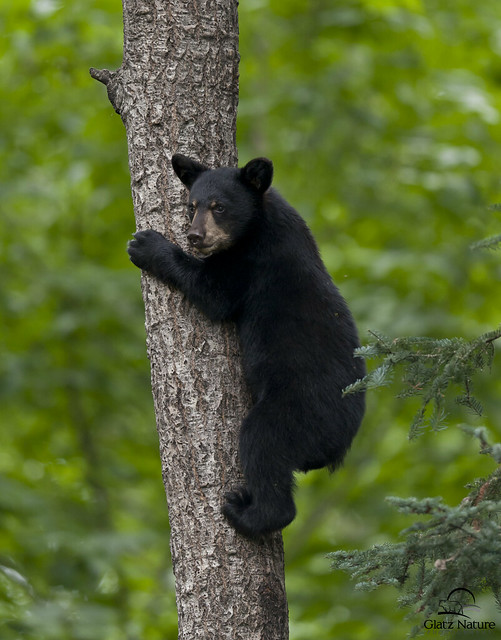 Black Bear Cub Descending Tree