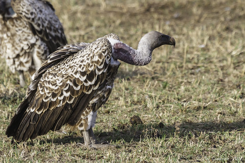 Ruppell's Griffon Vulture | Serengeti National Park, Tanzani… | Flickr