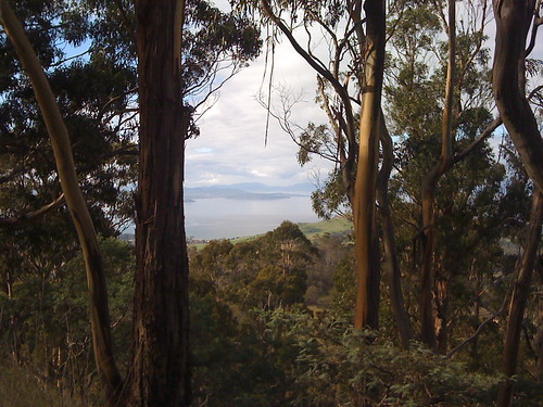 landscape australia views tasmania hobart morningwalk eucalyptusforest eucalyptusviminalis mountrumney markfountainphoto markfountain52 eucayptuspulchella