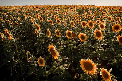 sunset flower field sunflower
