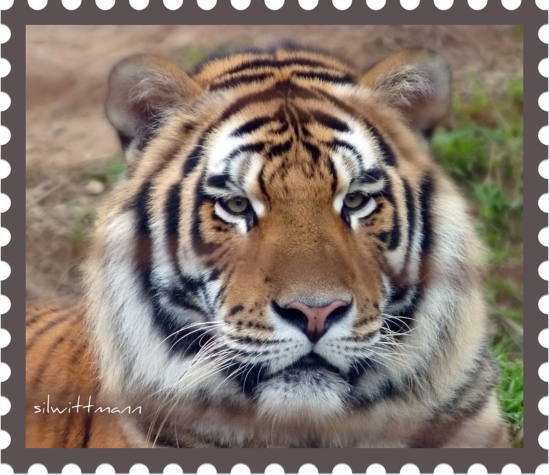 Siberian tiger - Wikipedia