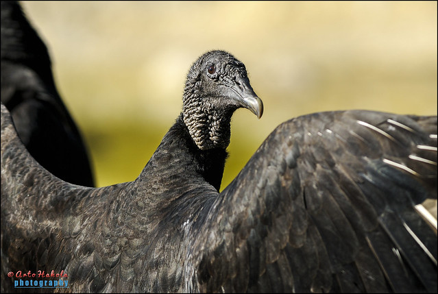 coragyps atratus, black vulture
