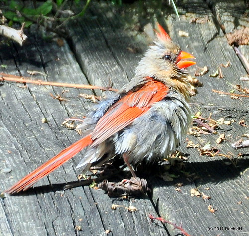 DSC_0365 | Cardinal ~ female ~ Isn't it a cream puff. Sunbat… | Flickr