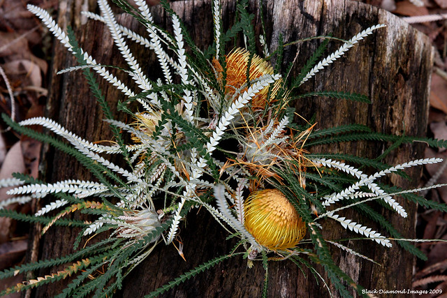 Banksia formosa (Dryandra formosa) - Showy Dryandra
