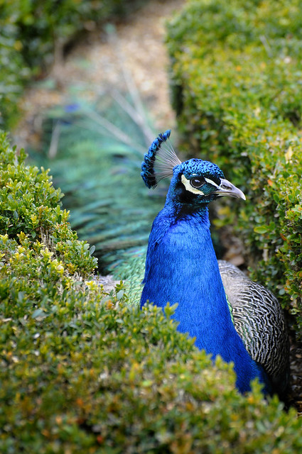 UK - Warwick - Peacock peeking