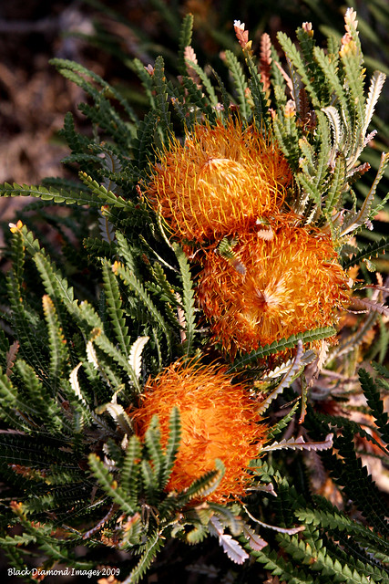 Banksia formosa (Dryandra formosa) - Showy Dryandra