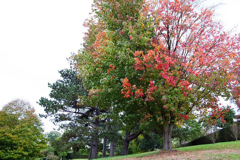 Signs of autumn - leaves turning