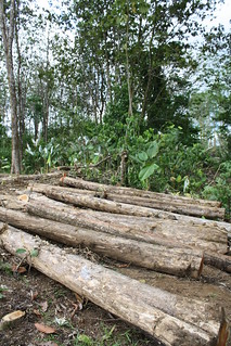 long teak wood | by Teak Land Panama