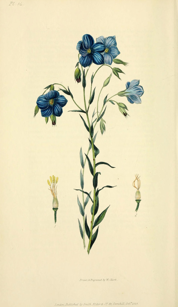 n67_w1150 | Flora conspicua London :Longman, Rees, Orme, Bro… | Flickr