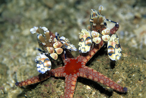 Harlequin Shrimp and Sea Star