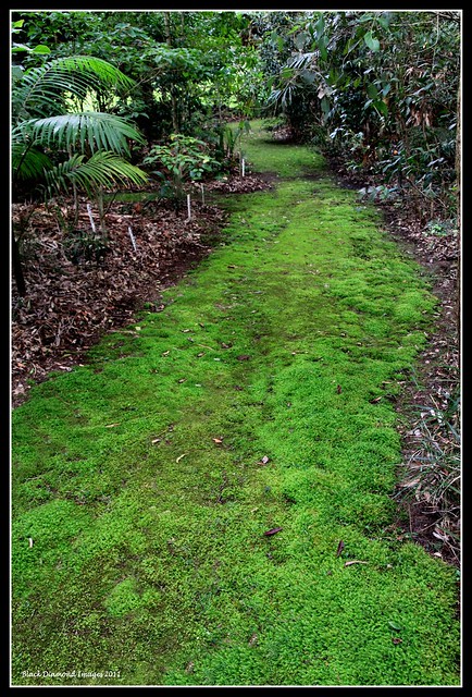 Wonga Way, Longer View - East End of Southern Perimeter Track 17.8.2011 Mossy Track - Raintrees Native and Rainforest Gardens, Hallidays Point, NSW