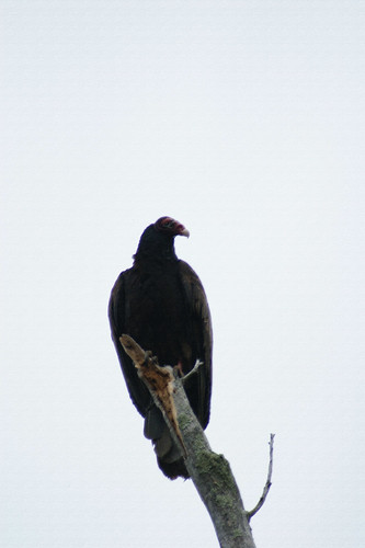vulture turkeyvulture perch tree bird