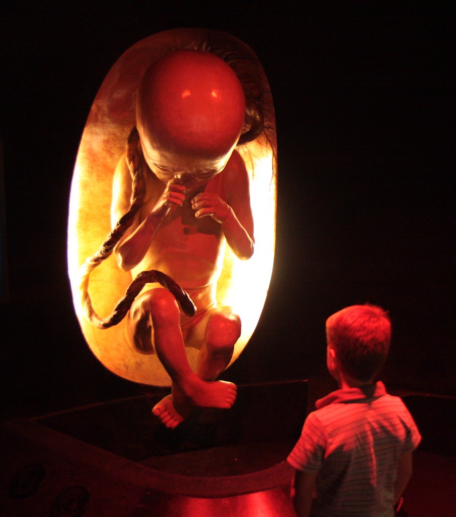 Kid checks out his former self | this crazy fetus exhibit wa… | Flickr