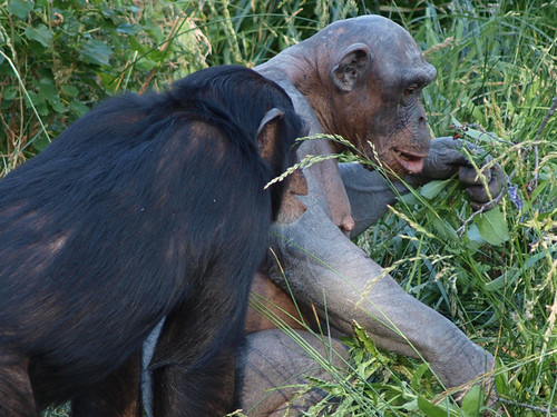 Jambo the Naked Chimpanzee - YouTube