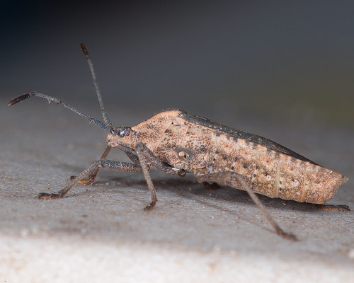 Stink Bug | by kl4530