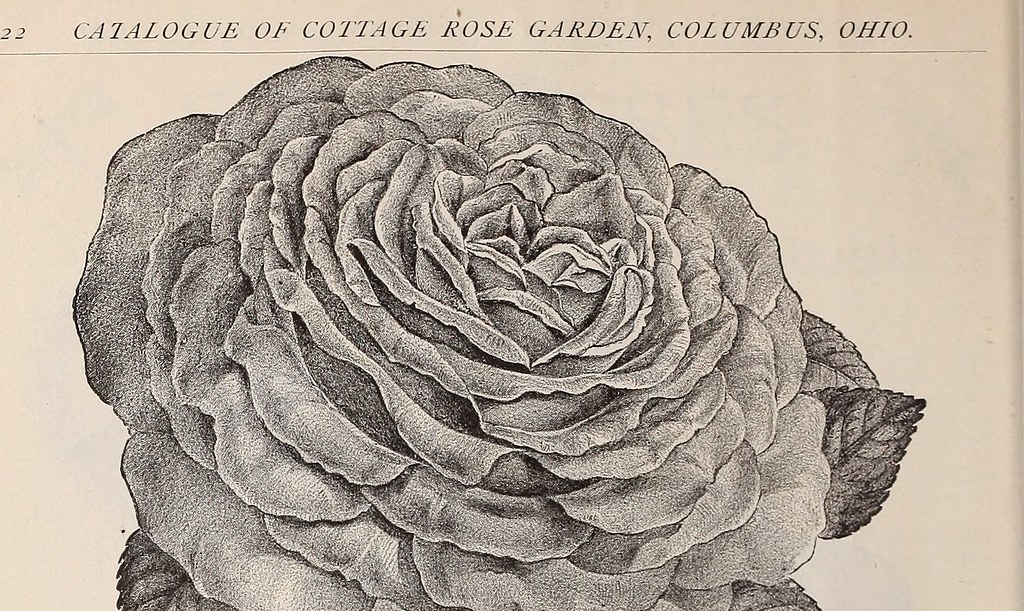 Image From Page 25 Of Catalogue Of Cottage Rose Garden Flickr