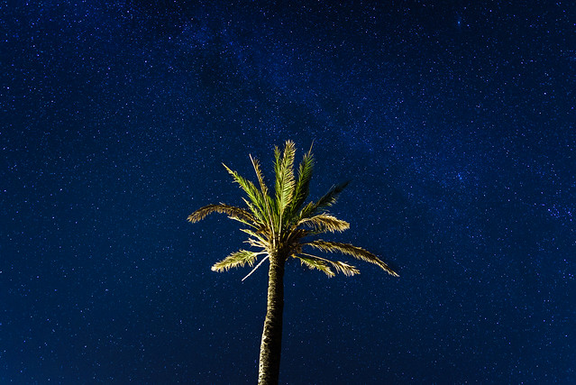 Mallorca Night Sky - The Palm