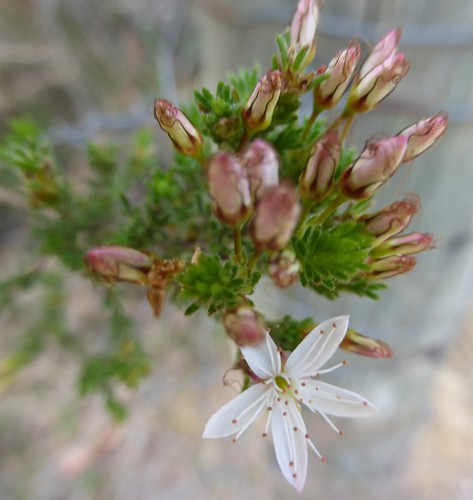 2015 0929 Barossa Goldfields walk with nature (6) Calytrix… | Flickr