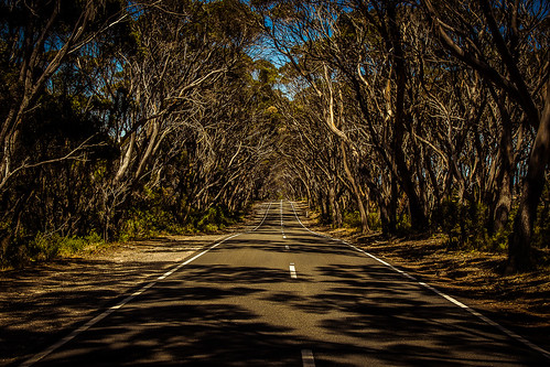 australia island kangaroo landscapes road trees