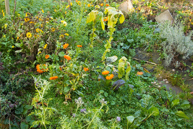 Permaculture garden jungle