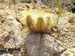 Nichol's Hedgehog Cactus