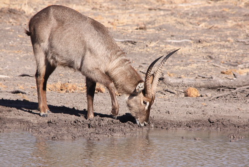 Mapungubwe