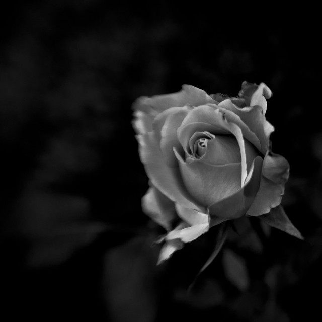 430 ~ the rose is like a sigh...