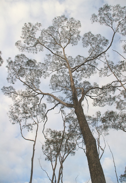Eucalyptus longicornis, Wongan Wall, Mt Matilda Trail, WA, 23/07/11