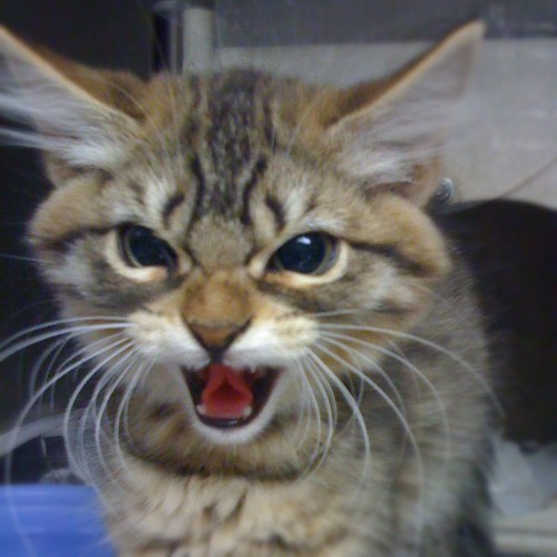 Scared stray kitten from work. hiss cat neko kitten c… Flickr