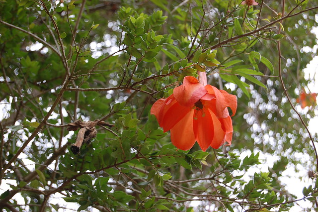 Passiflora parritae