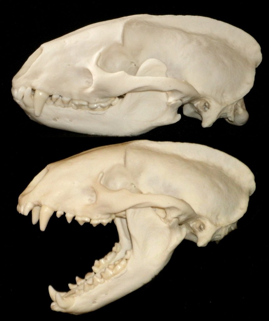 Crâne de Blaireau / European Badger Skull (Meles meles)♀