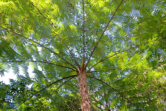 Tree fern – Cyathea cooperi ?