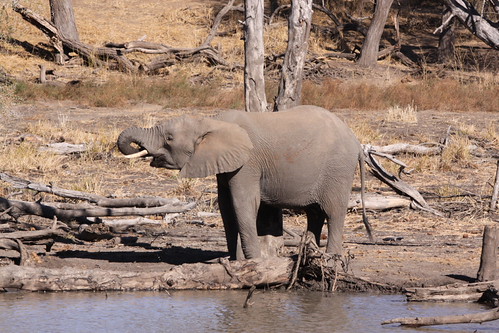 Mapungubwe