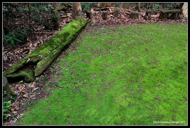 Moss Grounds Central Camp Area 17.8.2011 - Raintrees Native and Rainforest Gardens, Hallidays Point, NSW