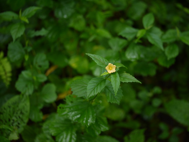 Arrow-leaf Sida