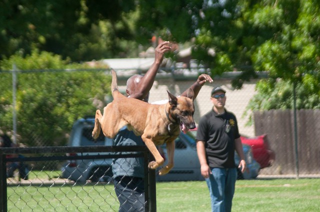 Police Brown Dog Fence Jump