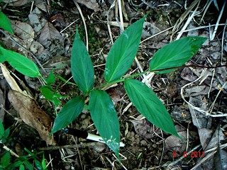 Globba pendula Roxb. | Jeniang, Kedah, Malaysia. Globba pend… | Flickr