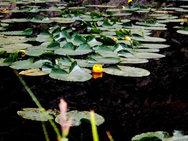 Lily Pads and Shale