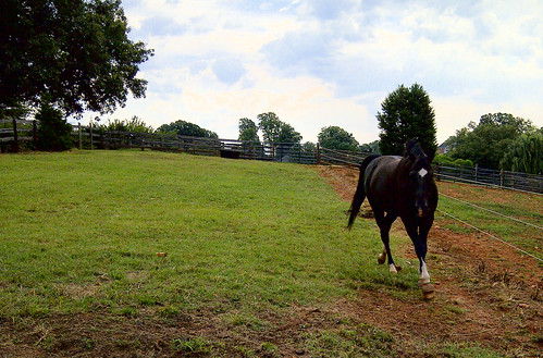 horse evacuation visit stables boonsboro lynchburgva northwindstables