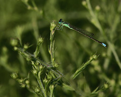 Eastern Forktail