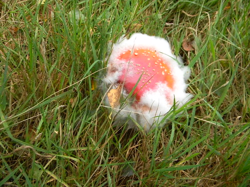 Mouldy agaric Theres some that reckon Father Christmas was inspired by fly agaric hallucinations. Here's his hat and beard. Fly agaric is poisonous. Forest Row Circular