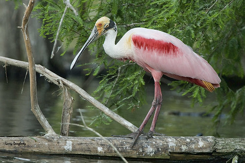 Roseate spoonbill at Jefferson Island, Louisiana. by Larry Daugherty (slow for awhile)