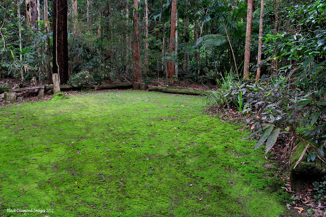 Moss Grounds Central Camp Area 17.8.2011 - Raintrees Native and Rainforest Gardens, Hallidays Point, NSW