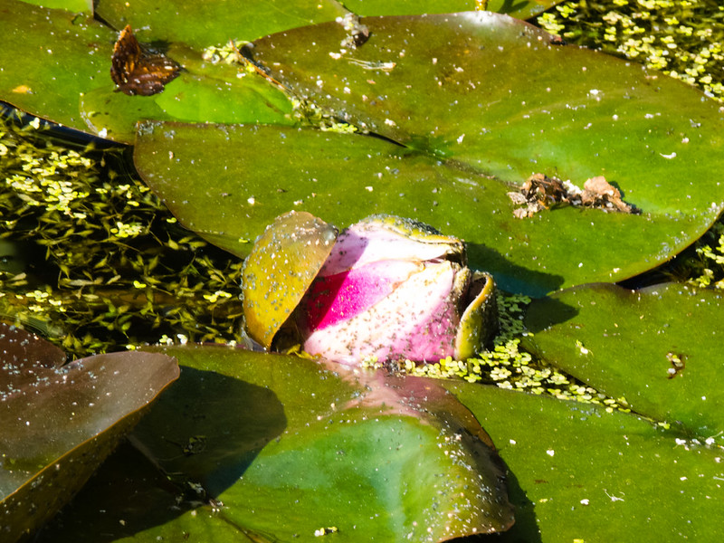 Waterlily flower