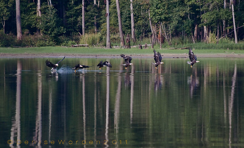 lake nature water composite canon landscape nc fishing eagle baldeagle raptor chathamcounty 450d imaginefotocom