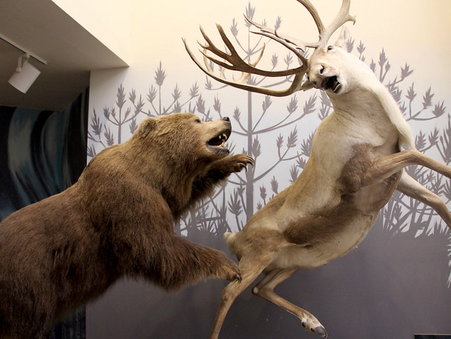 Bear Attacking Elk