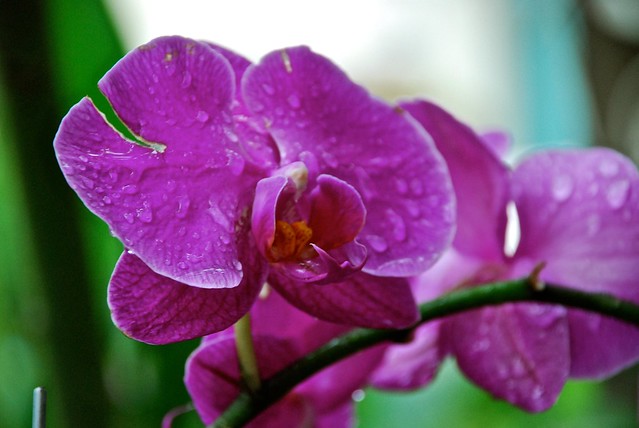 Orchids after the rain....