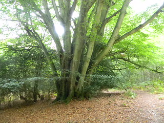 Large coppiced tree Forest Row Circular